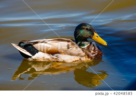 mallard duck swims in lake with blue water mallard duck swims in lake with blue water 42048585