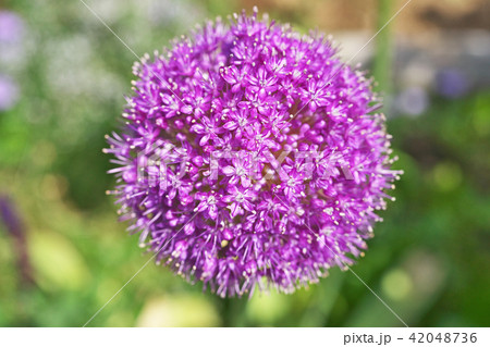 赤いアリウム・ギガンチウムの大きな花 42048736