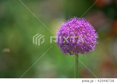 赤いアリウム・ギガンチウムの大きな花 42048738