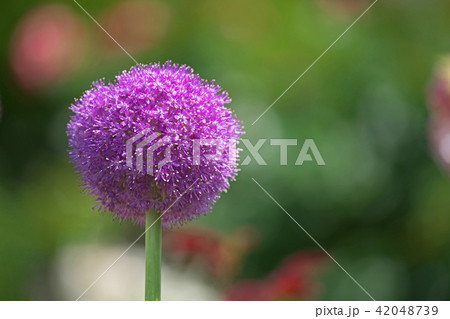 赤いアリウム・ギガンチウムの大きな花 42048739