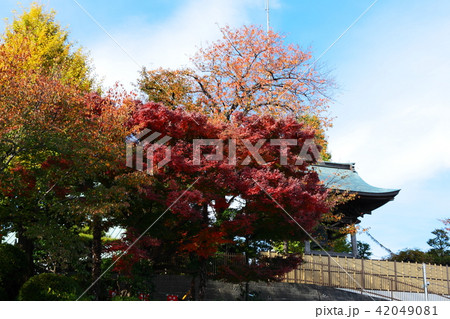 紅葉と蓮花寺鐘楼 紅葉と蓮花寺鐘楼 42049081
