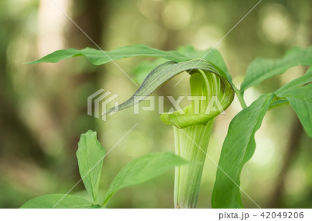 マムシグサ マムシグサ 42049206