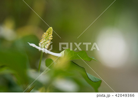 ドクダミ 42049366