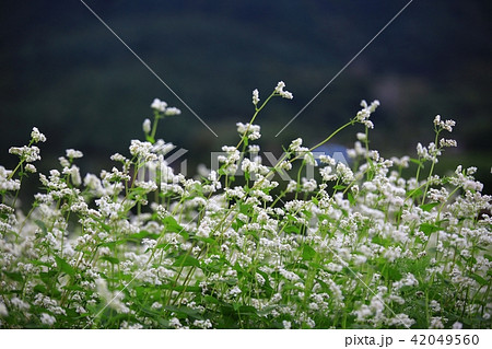 花 花畑 そばの花 42049560