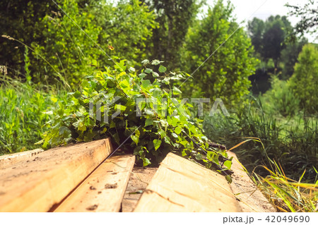 Birch broom lying on brown wooden porch Birch broom lying on brown wooden porch 42049690
