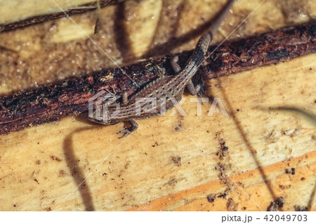 the lizard crawls 42049703
