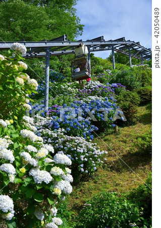 高取山公園の紫陽花 42050489