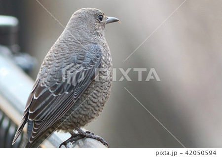 イソヒヨドリ　メス　野鳥 42050594