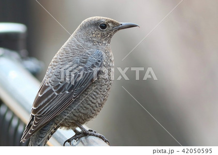 イソヒヨドリ　メス　野鳥 42050595