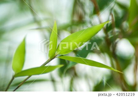 bamboo leaves in a japanese garden bamboo leaves in a japanese garden 42051219