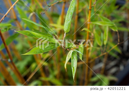 closeup of rain drops on bamboo leaves in pot closeup of rain drops on bamboo leaves in pot 42051221
