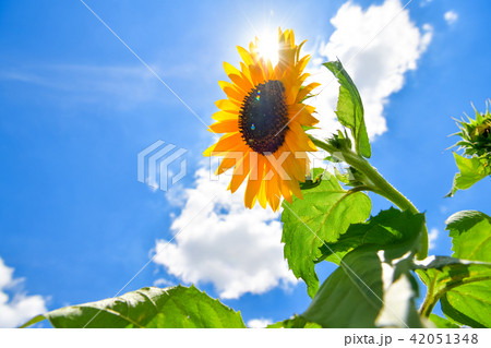 夏の花　ひまわり 42051348