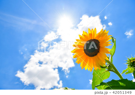 夏の花　ひまわり 42051349
