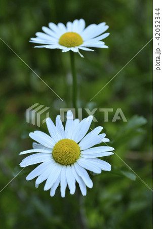 菊 キク 菊の花 42052344