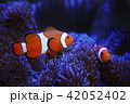 カクレクマノミとイソギンチャク 42052402