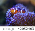 カクレクマノミとイソギンチャク 42052403