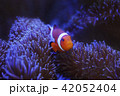 カクレクマノミとイソギンチャク 42052404