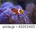 カクレクマノミとイソギンチャク 42052405