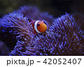 カクレクマノミとイソギンチャク 42052407