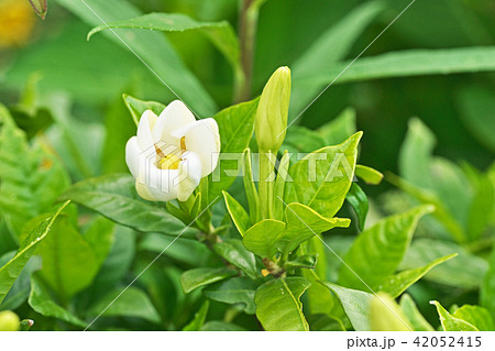 白いクチナシの花 42052415