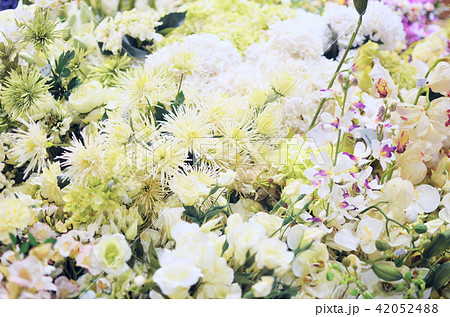 flowers flowers 42052488