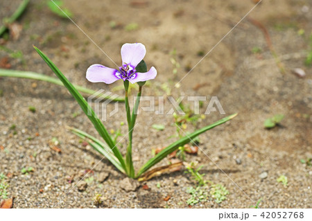 薄紫色のチリアヤメの花 薄紫色のチリアヤメの花 42052768