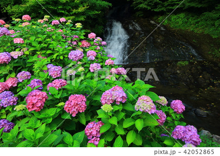 岩手県北上市 紫陽花と水車小屋の写真素材