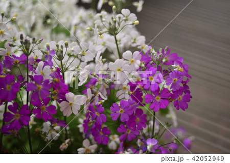 花 フラワー お花 42052949