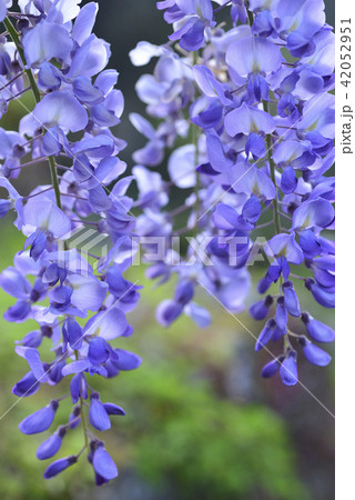 花 フラワー お花 42052951