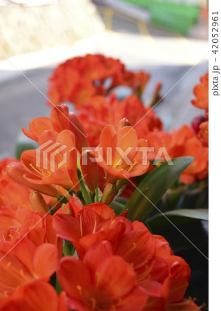花 フラワー お花 42052961
