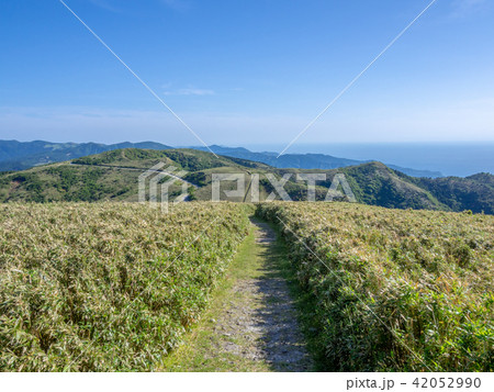 【伊豆】初夏の高原風景【伊豆山稜線歩道・だるま山周辺】 42052990