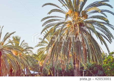Date Palm tree landscape on blue sky background 42053001