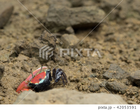 ベニシオマネキ　赤　紅色 42053591