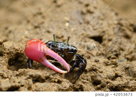 ベニシオマネキ　赤色 42053673