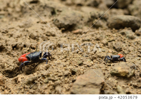 ベニシオマネキ　赤色 42053679