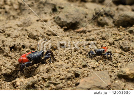 ベニシオマネキ　赤色 42053680