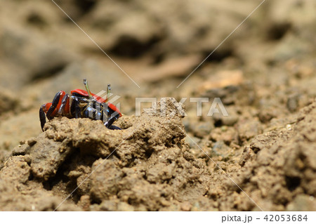 ベニシオマネキ　赤色 42053684