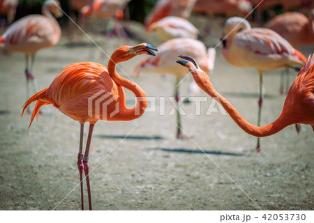 Two Caribbean Flamingos in fight 42053730