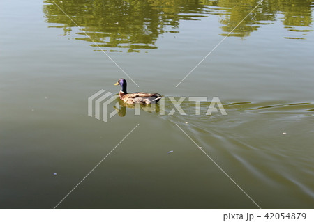 Beautiful duck floating in the city pond 42054879