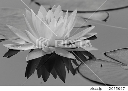 松島園睡蓮2018 42055047