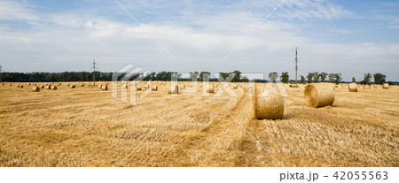 Harvested field with straw bales in summer 42055563