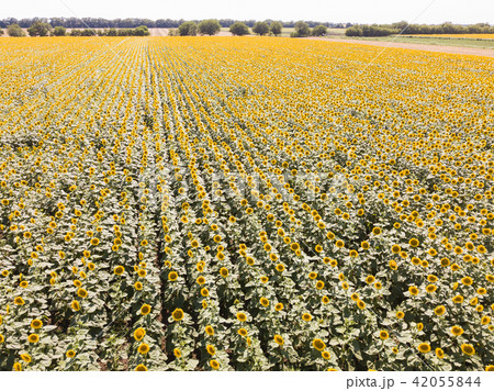 Aerial drone view of the sunflower field Aerial drone view of the sunflower field 42055844