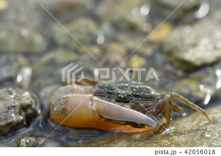 ヒメシオマネキ　橙色　オレンジ 42056018