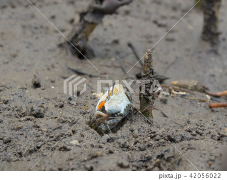 ヒメシオマネキ　橙色　オレンジ 42056022