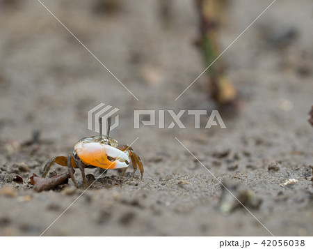 ヒメシオマネキ　橙色　オレンジ 42056038