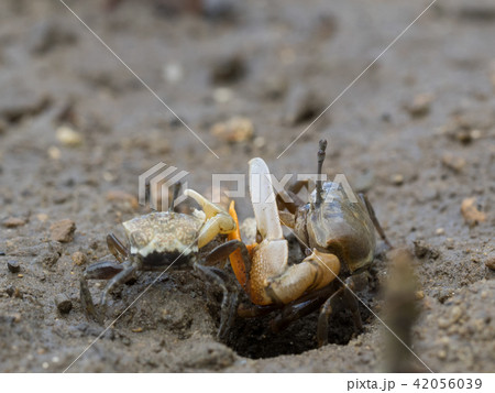 ヒメシオマネキ 橙色 オレンジ ヒメシオマネキ 橙色 オレンジ 42056039