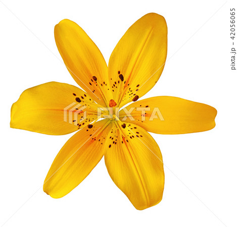 flower yellow orange  lily isolated on white 42056065