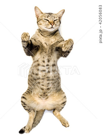 cute short hair tabby isolated cute short hair tabby isolated 42056083