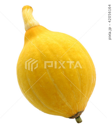 コリンキー コリンキー 42056164