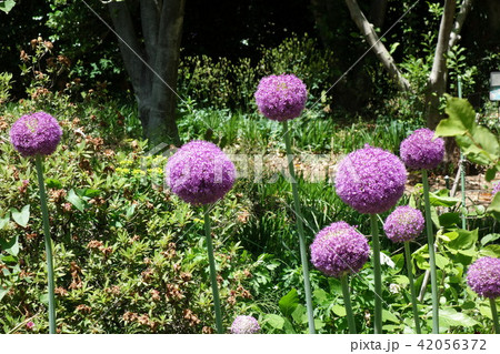 ふかや緑の王国のアリウム・ギガンチウム ふかや緑の王国のアリウム・ギガンチウム 42056372